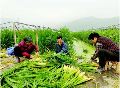 大棚茭白种植技术解析：如何提高产量与品质？