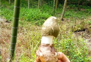 桑黄菌种植：揭秘成功的关键条件及实操指南
