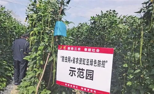豆角种植亩产量提升秘籍：如何实现每亩增收？