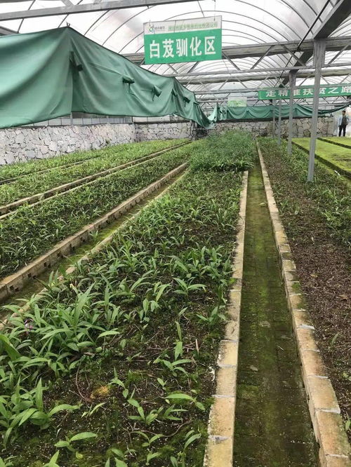 中国农业大学中草药种植技术革新：绿色农业的未来？