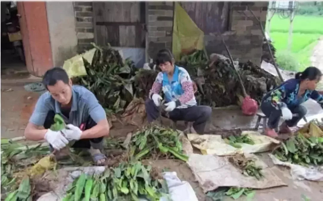 火龙果盆栽种植案例_农业经营方法决定成败_特色农产品营销