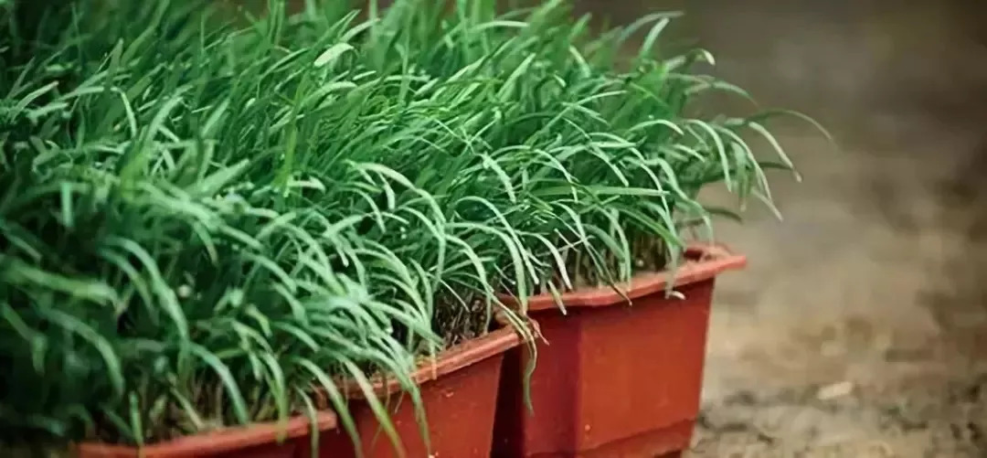 特色农产品营销_火龙果盆栽种植案例_农业经营方法决定成败