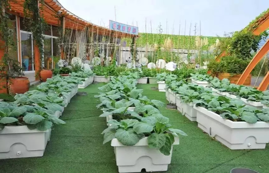 特色农产品营销_火龙果盆栽种植案例_农业经营方法决定成败