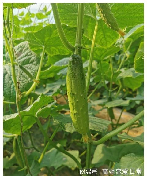 夏季黄瓜种植攻略：揭秘高效种植技巧，丰收不是梦！
