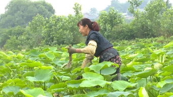 《揭秘藕带种植秘籍：高效高产，您准备好了吗？》