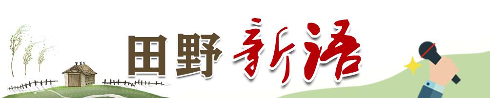 四川会理石榴上市季现卖惨营销，多地整治虚假带货