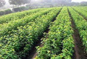 《打造绿色未来：揭秘苗木种植技术基地的五大秘诀》