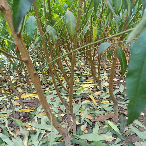 毛桃种植管理技术全攻略：揭秘高效产量提升秘诀