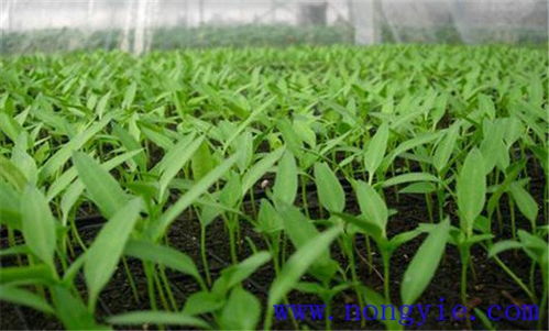 茶辣种苗种植技术：揭秘茶叶与辣椒的跨界融合之道