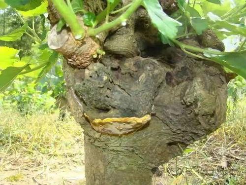 揭秘桑黄种植奥秘：技术与管理指南，助力产业升级