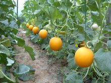 夏季甜瓜种植技术揭秘：如何提高产量与品质？