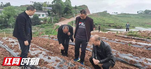 迷迭香大田种植技术解析：揭秘绿色香草产业的致富密码