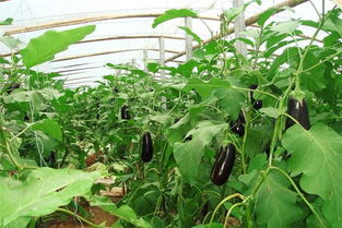 揭秘茄子种植管理关键技术，助您高产增收！