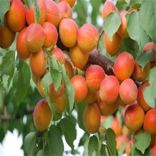 杏树种植：揭秘杏园高效栽培之道