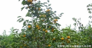 《柿子树种植：揭秘高效种植技术，让果实飘香满园》