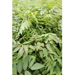 香椿苗新种植技术揭秘：揭秘绿色致富密码，您准备好了吗？