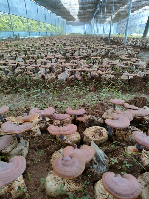 揭秘灵芝种植奥秘：技术革新助力产业腾飞
