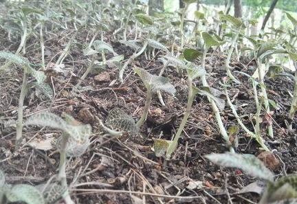 《人工种植金线莲：揭秘现代农业的“黄金之花”种植技术》
