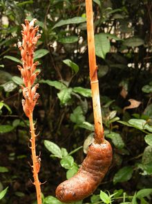 揭秘天麻种植秘籍：视频教程带你走进高效种植新时代