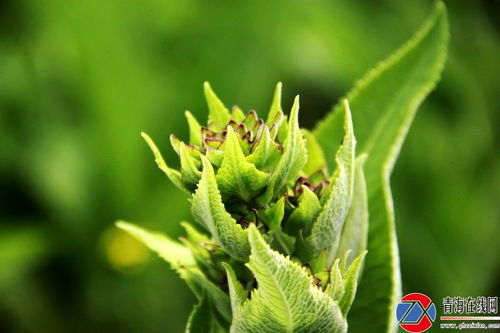 揭秘土木香种植奥秘：如何打造高效益的绿色产业？