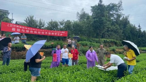 茶叶种植管护技术培训：揭秘绿色黄金的培育之道