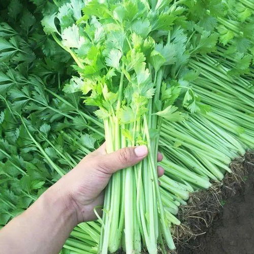 白芹菜种植技术揭秘：如何打造高品质蔬菜，抢占市场先机？