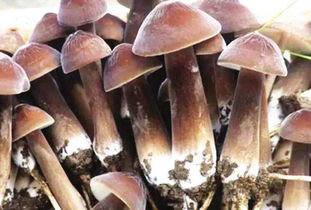 《破译菌王之谜：鸡纵菌人工种植技术解析与展望》