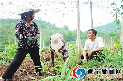 黄精种植技术加盟：揭秘绿色财富密码，如何拥抱健康产业新风口？