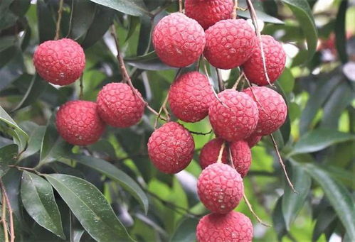 揭秘石硖龙眼种植技术，助力果农增产增收