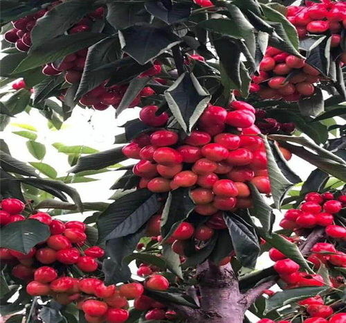 揭秘大樱桃KGB种植技术：揭秘产量提升的奥秘