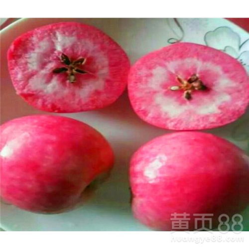 揭秘红肉苹果种植奥秘：如何培育出口感与营养俱佳的果实？