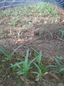 《白芨幼苗种植技术解析：揭开药草王国的秘密种植术》