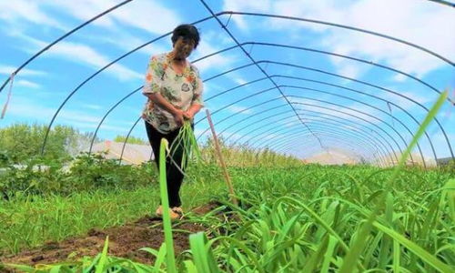 《大蒜苗种植新篇章：揭秘高效栽培技术，解锁丰收密码》