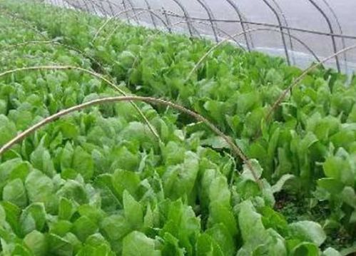 揭秘莴笋种植奥秘：高效技术助力丰收，您准备好了吗？