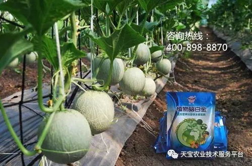 《旱地甜瓜种植攻略：揭秘高效节水技术，助力丰收》