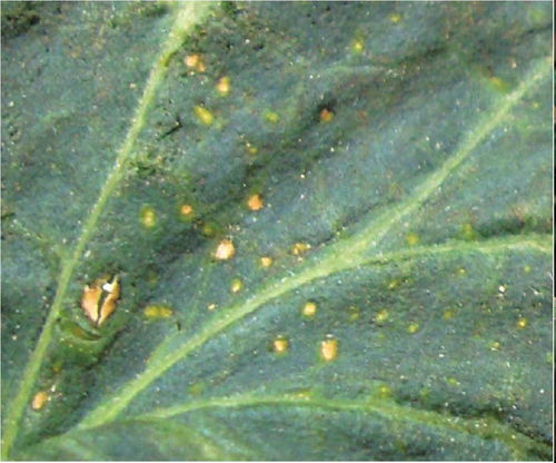 《瓜蒌种植新篇章：揭秘高效种苗培育技术》