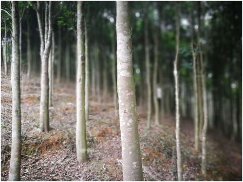揭秘沉香种植结香技术：如何让古老香木焕发新生？