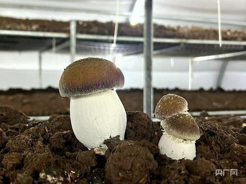 蘑菇种植技术揭秘：如何在家轻松种植出美味健康的好蘑菇？