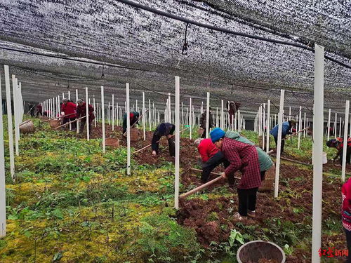 中药材种植技术批发：揭秘绿色黄金的成长之路