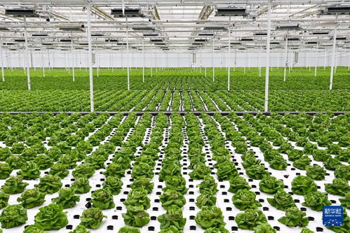 引领绿色未来——农业种植技术公司如何重塑现代农业生产？