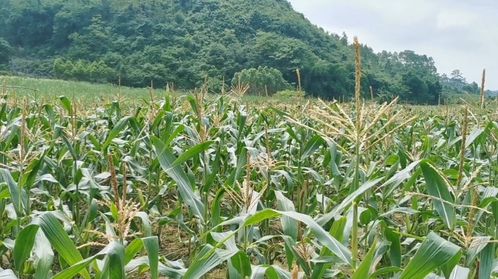 《大豆种植技术升级：揭秘高效高产的秘密武器》