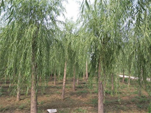 《垂柳种植新篇章：揭秘高效培育技巧》