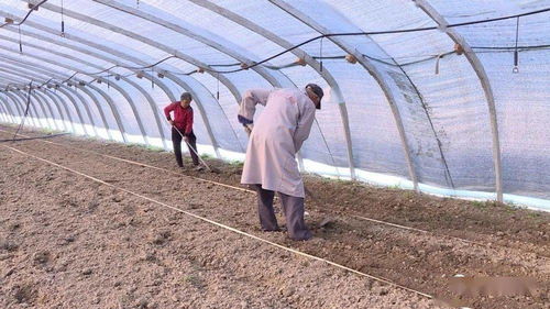 《菌种植技术革新：如何打造高效生态循环农业？》
