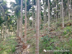 《槟榔新篇章：揭秘高效种植与管理之道》