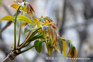 香椿种植技术解析：如何打造高品质绿色生态产业？