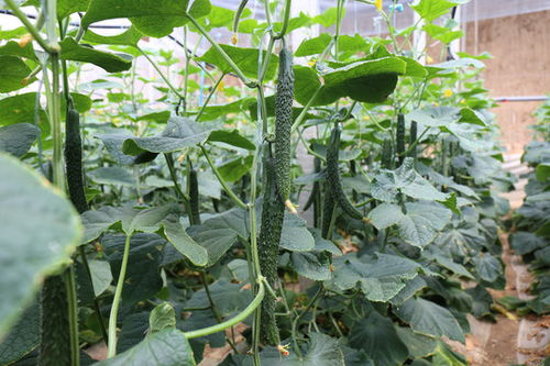 大棚蔬菜种植技术：黄瓜的高产秘诀，你掌握了吗？