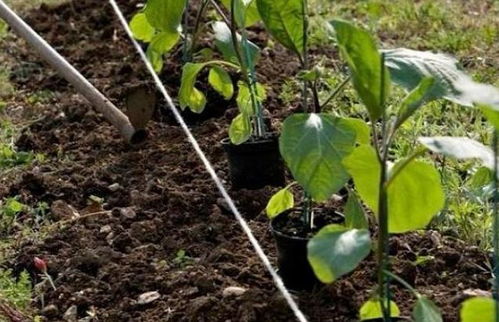 《南方露地茄子种植技术揭秘：如何提高产量与品质？》
