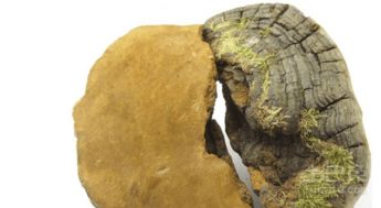 桑黄种植：揭秘真菌界的“黄金”，如何在家轻松种植？