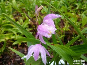 《揭秘野生白芨种植：技术要点与未来展望》