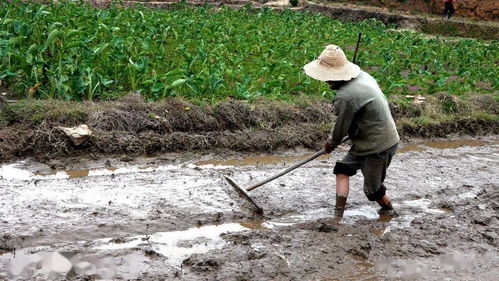 种植修复技术：革新之路，未来可期？